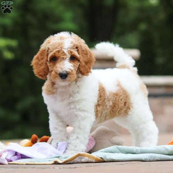 Millie, Standard Poodle Puppy